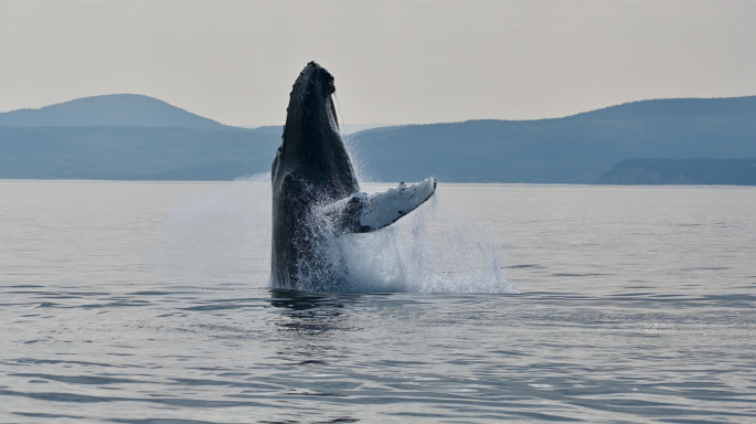 Croisière aux baleines – Départ Tadoussac