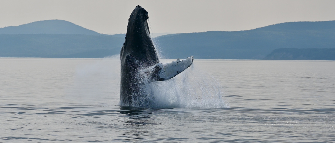 Croisière aux baleines – Départ Tadoussac